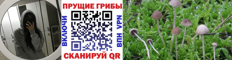 Галлюциногенные грибы GOLDEN TEACHER  Купить где  Дмитров 